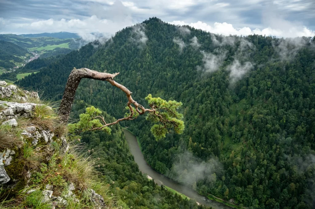 green trees on mountain under white clouds during daytime